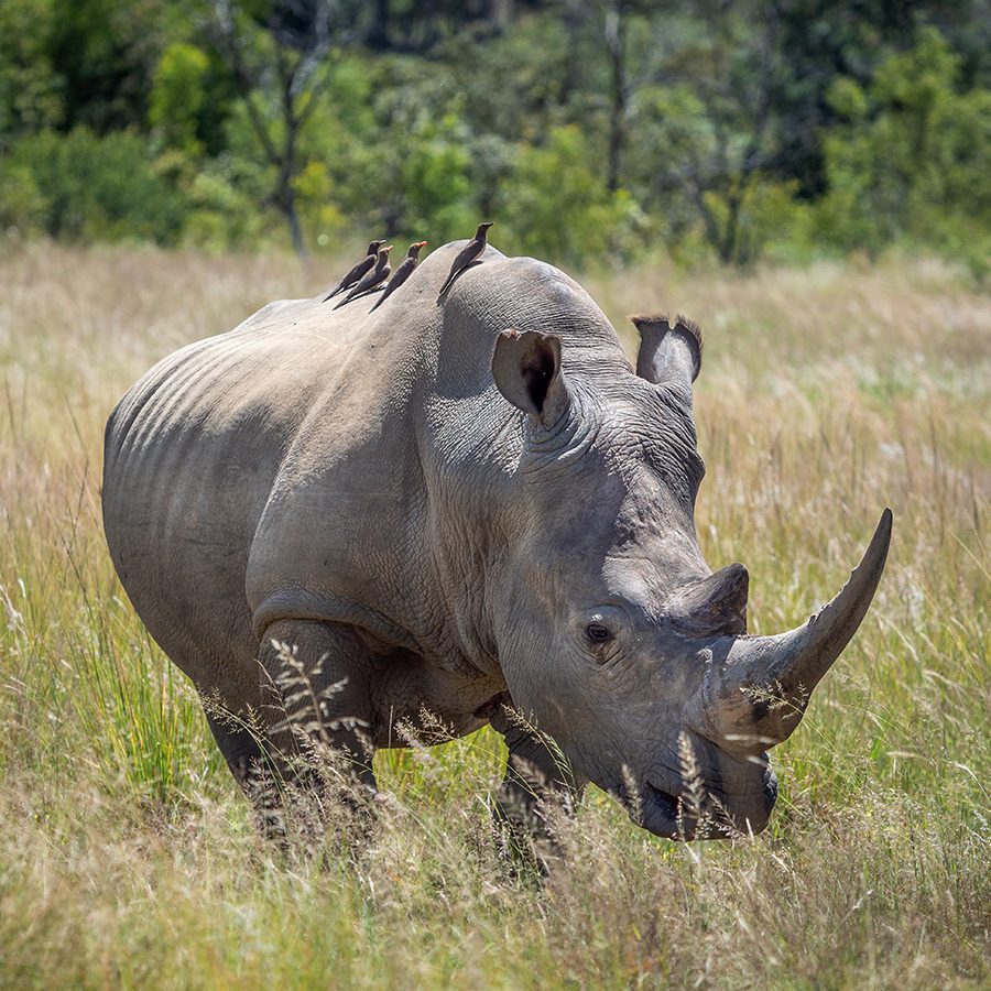 Dinokeng Private Reserve rhino